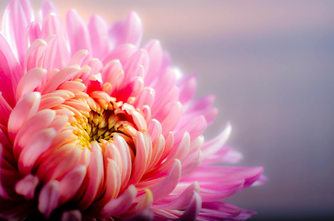 le chrysanthème le chrysanthème