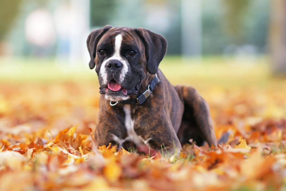 Adopter un chien Adopter un chien