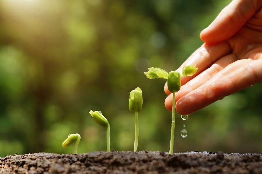 Croissance des plantules sur terres agricoles Main arrosant de jeunes pousses vertes sur des terres agricoles fertiles